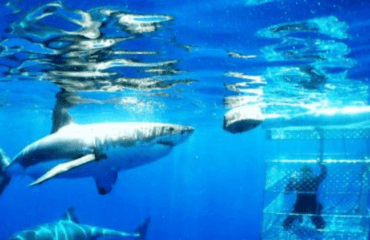 shark-safari-South-africa
