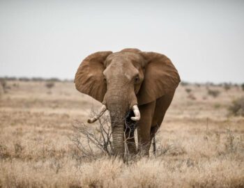 beautiful-shot-african-elephant-savanna-field-800×534-1
